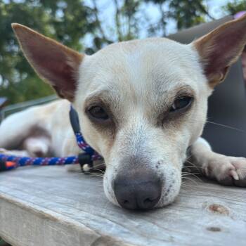 Rescue Chihuahua and Shih Tzu Dogs for Adoption in Warwick, Rhode Island - Casper | PetCurious