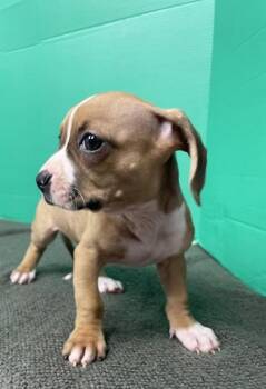 Chip -  Mixed Breed Dog for Adoption in Houston, Texas - Chip | PetCurious