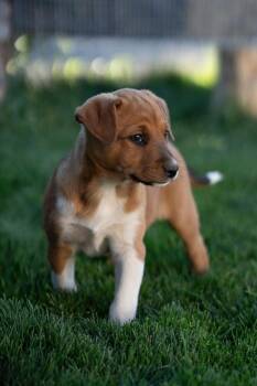 Pandora -  Border Collie and Cattle Dog Dog for Adoption in Bend, Oregon - Pandora | PetCurious