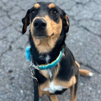 Rescue Doberman Pinscher and Greyhound Dogs for Adoption in Ferndale, Washington - Delilah | PetCurious