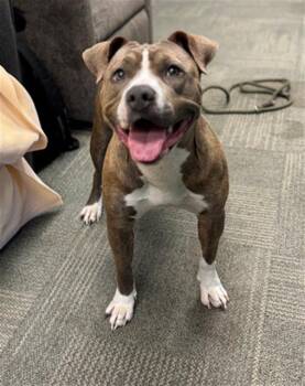Pit Bull Terrier Dogs Available for Adoption in Peoria, Illinois - SIERRA | PetCurious