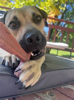 Camille -  Pit Bull Terrier Dog for Adoption in Polson, Montana - Camille | PetCurious