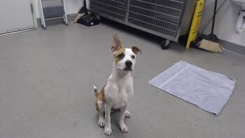 PICKLES -  Pit Bull Terrier Dog for Adoption in San Francisco, California - PICKLES | PetCurious