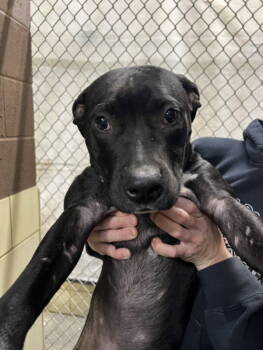 Rescue Pit Bull Terrier Dogs for Adoption in Woodland, California - JAX | PetCurious