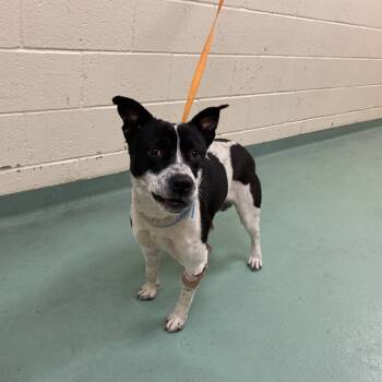 Rescue Mixed Breed Dogs for Adoption in Memphis, Tennessee - Ken | PetCurious