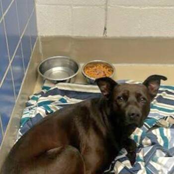 Labrador Retriever Dogs Available for Adoption - Jax | PetCurious