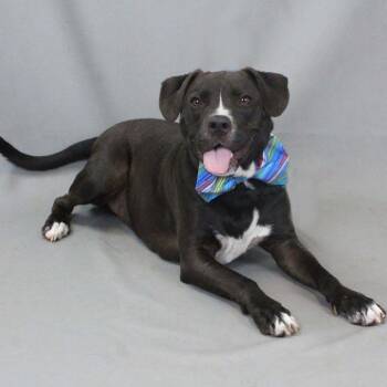 Rescue Mixed Breed Dogs for Adoption in Shelburne, Vermont - Paco | PetCurious