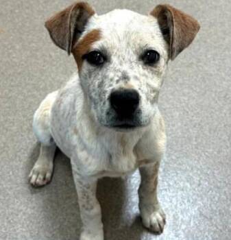 Mixed Breed Dogs Available for Adoption - Rainbow Agate | PetCurious