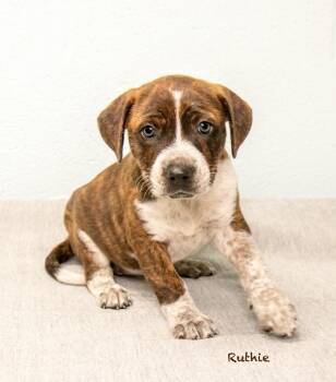 Ruthie -  Hound Dog for Adoption in Manchester, Connecticut - Ruthie | PetCurious