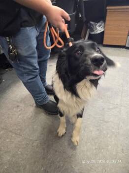 OREO -  Border Collie Dog for Adoption in Casper, Wyoming - OREO | PetCurious