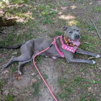 Luna -  Mixed Breed Dog for Adoption in Winston-salem, North Carolina - Luna | PetCurious