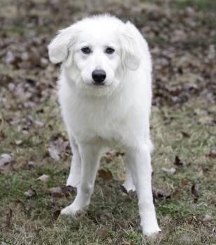 Rescue Great Pyrenees and German Shepherd Dog Dogs for Adoption in Nashville, Tennessee - Dixie | PetCurious