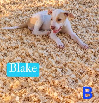 B litter Blake -  Pit Bull Terrier Dog for Adoption in Semmes, Alabama - B Litter Blake | PetCurious