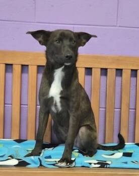 **PINTO** -  Labrador Retriever and Shepherd Dog for Adoption in North Prairie, Wisconsin - **PINTO** | PetCurious