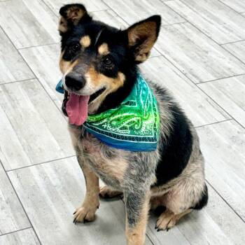 Buddy -  Australian Cattle Dog Blue Heeler Dog for Adoption in Lufkin, Texas - Buddy | PetCurious