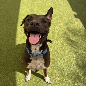 Mixed Breed Dogs Available for Adoption - Beau | PetCurious