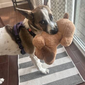 Cattle Dog and Shepherd Dogs Available for Adoption in Colorado Springs, Colorado - Wichita “Quincy” | PetCurious