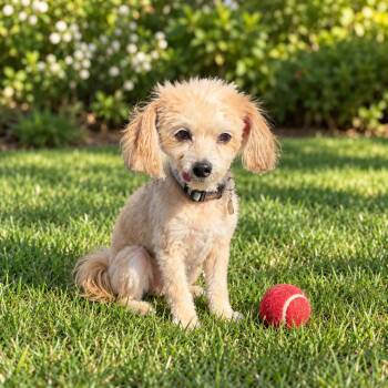 Pippa -  Maltipoo Dog for Adoption in Rockville, Maryland - Pippa | PetCurious