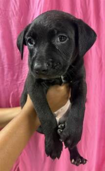 Pit Bull Terrier and Mixed Breed Dogs Available for Adoption in Riverside, California - REGGIE | PetCurious