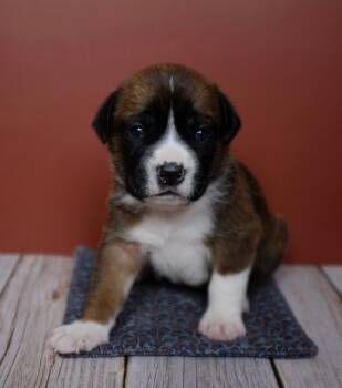 Labrador Retriever Dogs Available for Adoption - Hope | PetCurious