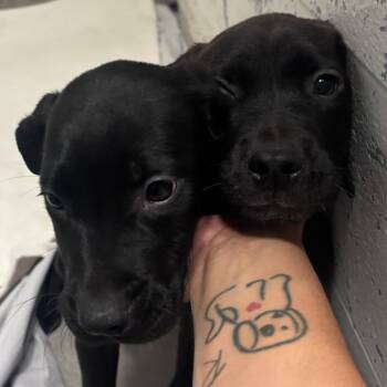 Louis -  Black Labrador Retriever Dog for Adoption in Indianapolis, Indiana - Louis | PetCurious