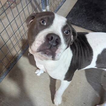 Worthy -  Pit Bull Terrier Dog for Adoption in East St. Louis, Illinois - Worthy | PetCurious