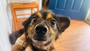Tarzan -  Pomeranian and Mixed Breed Dog for Adoption in Clinton, Wisconsin - Tarzan | PetCurious