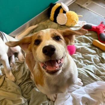 Carly -  Mixed Breed Dog for Adoption - Carly | PetCurious