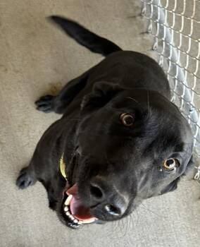 Black Labrador Retriever Dogs Available for Adoption in Bryan, Ohio - Buck | PetCurious