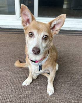 Penny -  Chihuahua Dog for Adoption in Corona, California - Penny | PetCurious