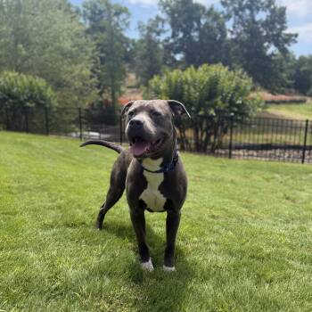 Danny -  Pit Bull Terrier and Mixed Breed Dog Available for Adoption in Rock Hill, South Carolina - Danny | PetCurious