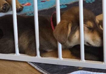 Beagle Dogs Available for Adoption - Ember - Fostered In Lincoln, NE | PetCurious