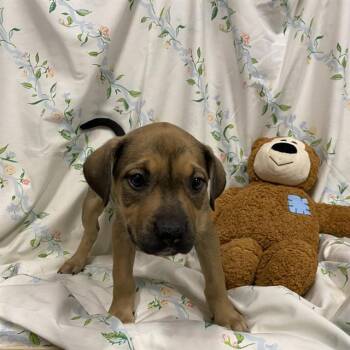 A611250 -  Pit Bull Terrier and Mixed Breed Dog for Adoption in Modesto, California - A611250 | PetCurious