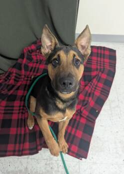German Shepherd Dog Dogs Available for Adoption in Salt Lake City, Utah - Bear | PetCurious