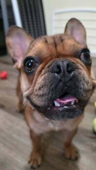 Zeke -  French Bulldog Dog for Adoption in Heiskell, Tennessee - Zeke | PetCurious