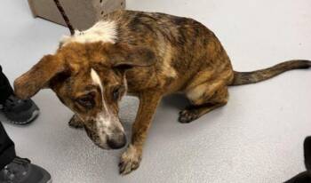 Pen 200 -  Labrador Retriever Dog for Adoption in Lawrenceville, Georgia - Pen 200 | PetCurious