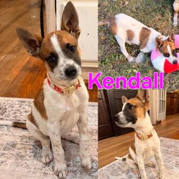 Rescue Australian Cattle Dog Blue Heeler Dogs for Adoption in Dallas, Texas - Kendall | PetCurious