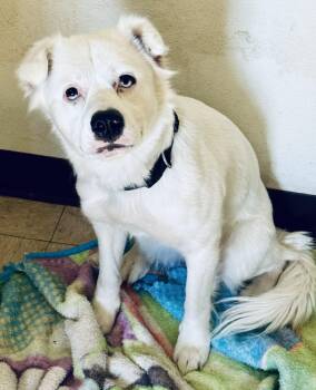 Rescue Mixed Breed Dogs for Adoption in Cando, North Dakota - Lola | PetCurious