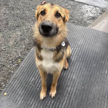 Trigger (26-365) -  German Shepherd Dog Dog for Adoption in New Ringgold, Pennsylvania - Trigger (26-365) | PetCurious