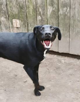 Rescue Labrador Retriever and Mountain Cur Dogs for Adoption in Manchester, Connecticut - Ryder | PetCurious