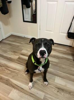 Celeste -  Pit Bull Terrier and Mixed Breed Dog for Adoption in Atlanta, Georgia - Celeste | PetCurious