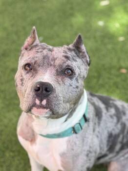 American Staffordshire Terrier Dogs Available for Adoption - Peyton | PetCurious