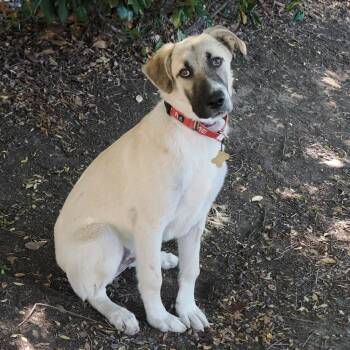 DAMIAN -  Anatolian Shepherd and Mixed Breed Dog for Adoption in Richmond, California - DAMIAN | PetCurious