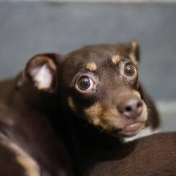 CHIQUITA -  Chihuahua Dog for Adoption in San Antonio, Texas - CHIQUITA | PetCurious