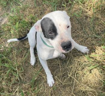Rescue Mixed Breed Dogs for Adoption in Longview, Texas - Daisy Lou | PetCurious