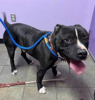 Pit Bull Terrier and Mixed Breed Dogs Available for Adoption in El Paso, Texas - KOBY | PetCurious