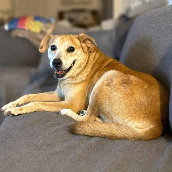 Walter -  Labrador Retriever Dog for Adoption in Boerne, Texas - Walter | PetCurious
