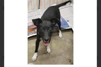 Dill -  Terrier Dog for Adoption in Willingboro, New Jersey - Dill | PetCurious