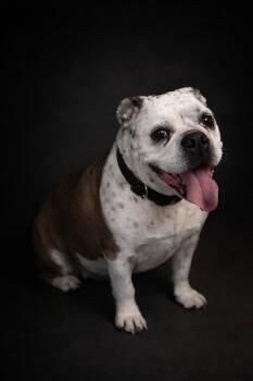 Bulldog Dogs Available for Adoption - Pudge  | PetCurious
