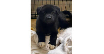 Rescue Mixed Breed Dogs for Adoption in Dallas, Texas - Rollin' Rebels: Sox | PetCurious